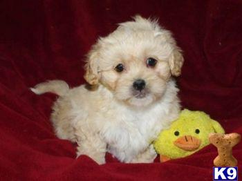 Mixed Breed Puppies for Sale